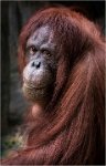 196 - PENSIVE ORANGUTAN - BENSON BOB - united states